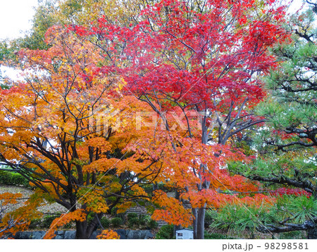勝竜寺城の紅葉 【京都府長岡京市勝竜寺】 2022年11月 勝竜寺城の紅葉 【京都府長岡京市勝竜寺】 2022年11月 98298581
