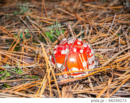 Poisonous mushroom red fly agaric in natural forest conditions. Poisonous mushroom red fly agaric in natural forest conditions. 98299273