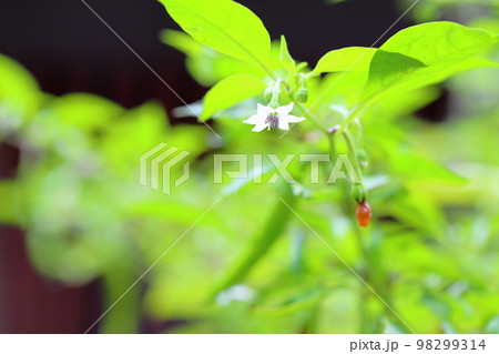 シシトウの花 シシトウの花 98299314