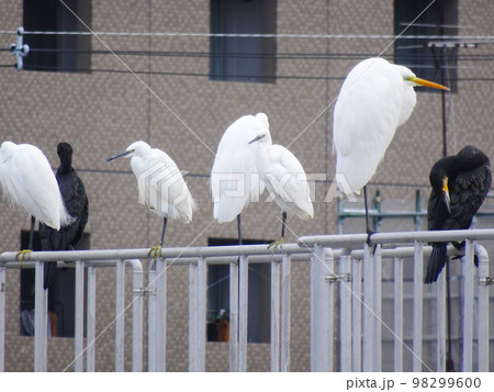 コサギとダイサギとクロサギ(京都府長岡京市) 2022年11月 98299600