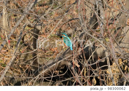 埼玉県比企郡川島町の越辺川白鳥飛来地　川原の枝にとまりエサの小魚を食べるカワセミ 98300062