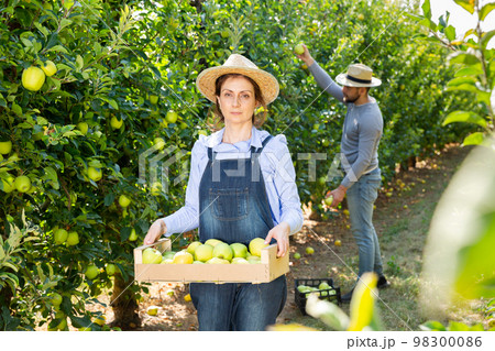 Woman holding box with picked apples 98300086