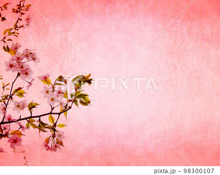 北海道の桜 北海道の桜 98300107