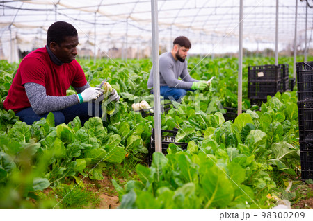 Farmers work in a greenhouse - harvest and clean mangold Farmers work in a greenhouse - harvest and clean mangold 98300209