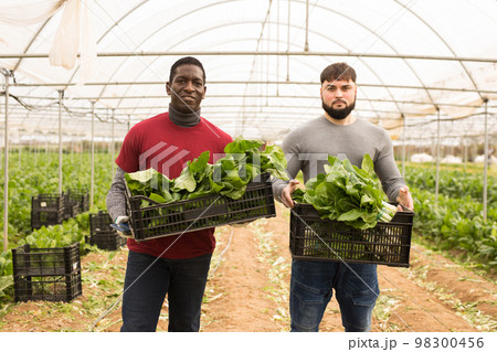 Farmers holding boxes with green chard 98300456