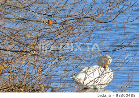 埼玉県比企郡川島町の白鳥飛来地 川原の枝にとまるカワセミと水上で休むコハクチョウ 埼玉県比企郡川島町の白鳥飛来地 川原の枝にとまるカワセミと水上で休むコハクチョウ 98300488