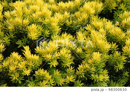 金きゃらぼく 金きゃらぼく 98300630