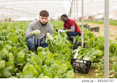 Young farmer harvesting Swiss chard Young farmer harvesting Swiss chard 98300707