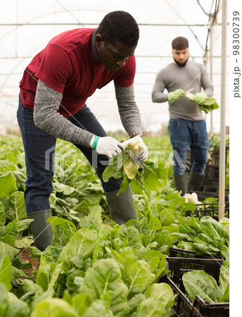African-American farmer harvesting Swiss chard 98300739