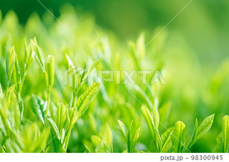 緑茶 茶葉 新茶のイメージ 緑茶 茶葉 新茶のイメージ 98300945