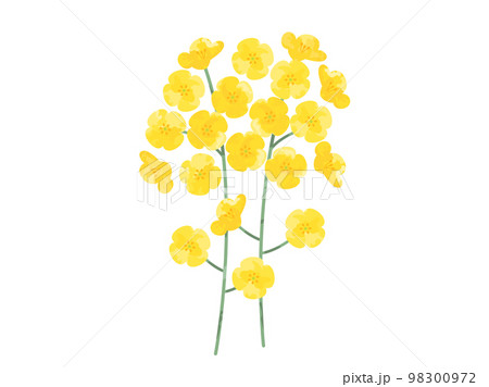 挿し絵などに使いやすい手塗り風の菜の花をイメージしたイラスト 挿し絵などに使いやすい手塗り風の菜の花をイメージしたイラスト 98300972