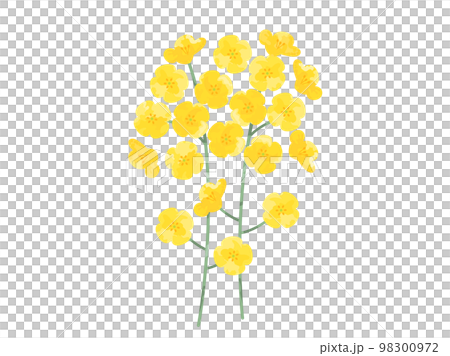 挿し絵などに使いやすい手塗り風の菜の花をイメージしたイラスト 挿し絵などに使いやすい手塗り風の菜の花をイメージしたイラスト 98300972