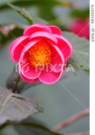 ベトナム椿 ハイドゥン ベトナム椿 ハイドゥン 98300979