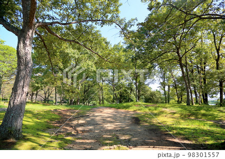 爽やか色づく公園 爽やか色づく公園 98301557