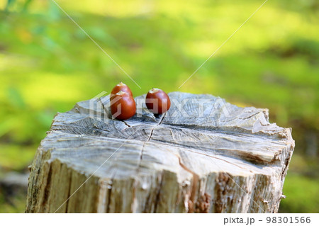 森の子　どんぐりの実 98301566