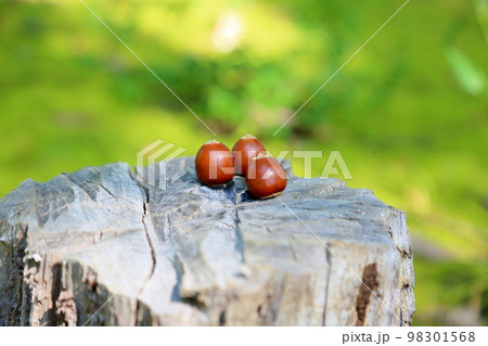 森の子　どんぐりの実 98301568