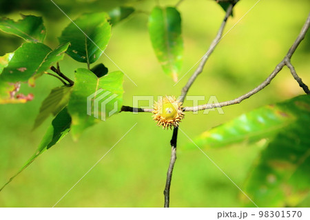 アベマキ ドングリの実 アベマキ ドングリの実 98301570