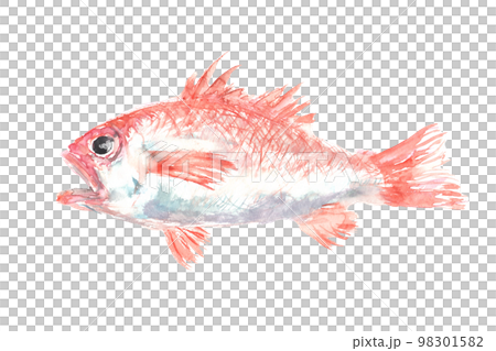 Illustration of Nodoguro painted by watercolor 98301582