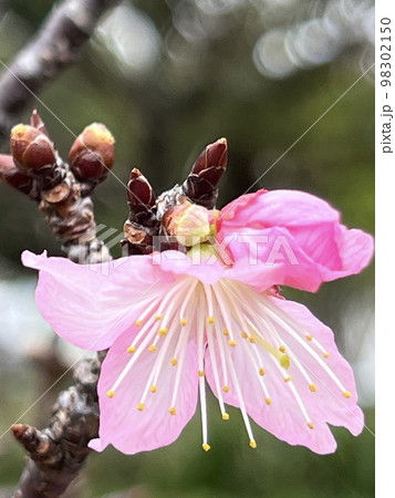 沖縄 那覇与儀公園に咲き始めた寒緋桜 98302150