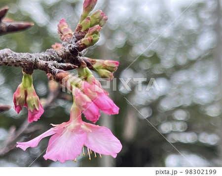 沖縄 那覇与儀公園に咲き始めた寒緋桜 沖縄 那覇与儀公園に咲き始めた寒緋桜 98302199