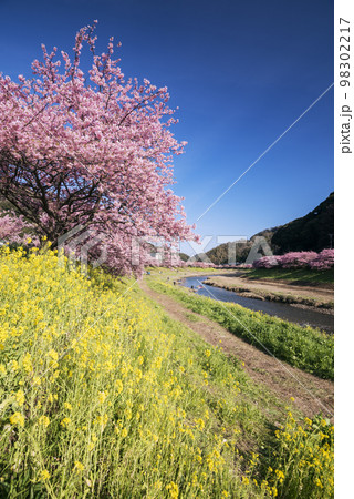 河津桜 河津桜 98302217