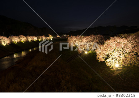 河津桜 河津桜 98302218