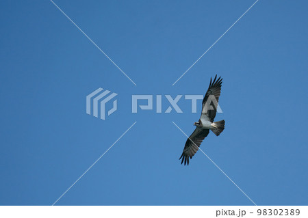 青空を背景に飛翔するミサゴ 98302389