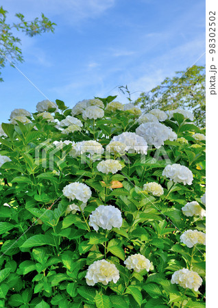 代々木公園　梅雨時の紫陽花 98302502