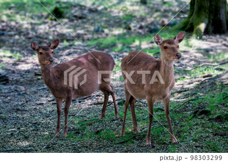 夏の九州の森で出会った野生の鹿の写真素材 [98303299] - PIXTA