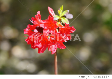 つつじ つつじ 98303317