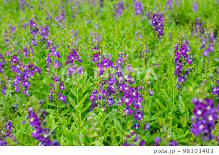 Beautiful angelonia goyazensis benth in the park 98303403