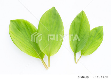 Finger root leaves on white background. Finger root leaves on white background. 98303426