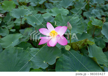 Pink lotus flower blooming in pond with green leaves Pink lotus flower blooming in pond with green leaves 98303427