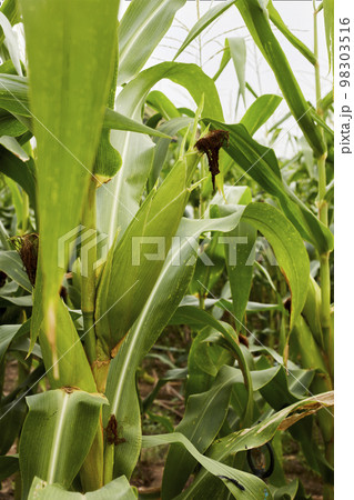 green maize corn close up 98303516