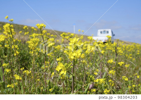 菜の花と実った菜種　 98304203