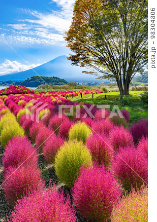 山梨県富士河口湖町大石公園　コキアの紅葉 98304806