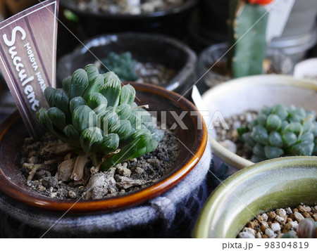 観賞植物の楽しみ。かわいい植物 もこもこが可愛い コピースペースにピッタリ!!! 観賞植物の楽しみ。かわいい植物 もこもこが可愛い コピースペースにピッタリ!!! 98304819