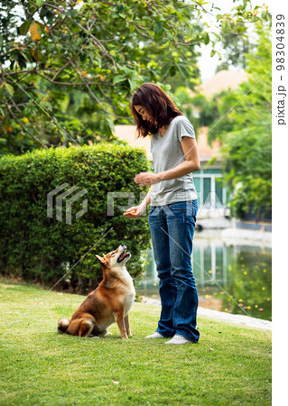 Asian young woman standing holding snack in hand and Shiba dog smell looking in public park Asian young woman standing holding snack in hand and Shiba dog smell looking in public park 98304839