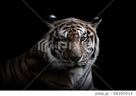 royal tiger (P. t. corbetti) isolated on black background clipping path included. The tiger is staring at its prey. Hunter concept.Stunning tiger in black and white 98305014