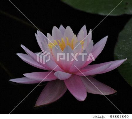 2000年の古代の美 水辺の浮きは植物 スイレン 98305340