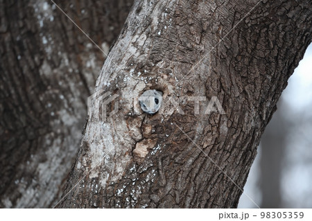 巣穴から顔を出すエゾモモンガ 巣穴から顔を出すエゾモモンガ 98305359
