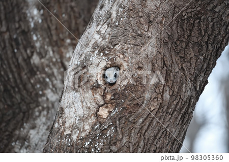 巣穴から顔を出すエゾモモンガ 98305360