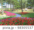 チューリップ 98305537