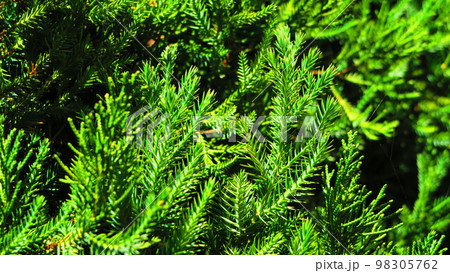 カイヅカイブキの葉の風景 カイヅカイブキの葉の風景 98305762