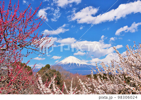 春の青空 富士山と梅 春の青空 富士山と梅 98306024