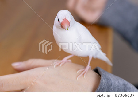 くちばしに豆苗のかけらを付けた白文鳥のオス 98306037