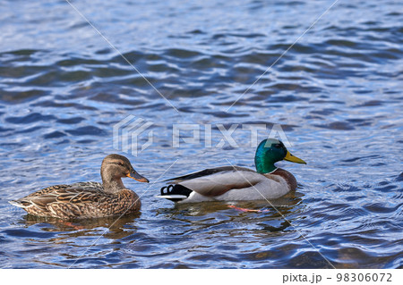 冬の琵琶湖で越冬するマガモのペア 98306072