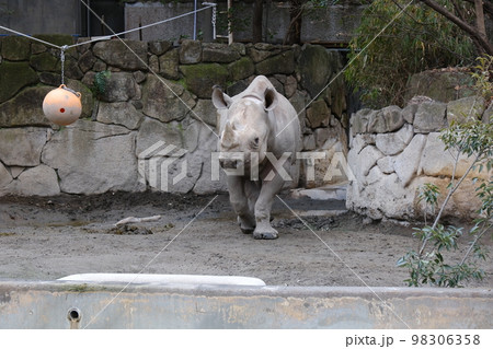 ボール遊びをするサイ(前から撮影) ボール遊びをするサイ(前から撮影) 98306358