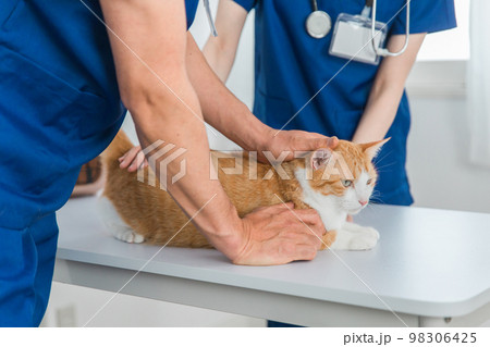 動物病院で獣医師に診察を受ける猫と飼い主のアジア人女性（ペット） 98306425