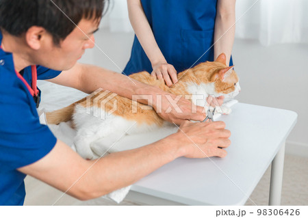 動物病院で獣医師に診察を受ける猫と飼い主のアジア人女性（ペット・爪切り） 98306426